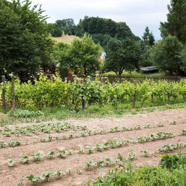 Zdrowe warzywa i owoce - posiłki w Agroturystyce